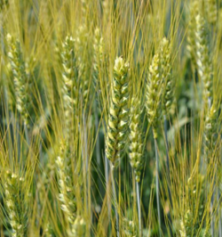 Jarissa búza vetőmag - Szentgyörgymag Kft