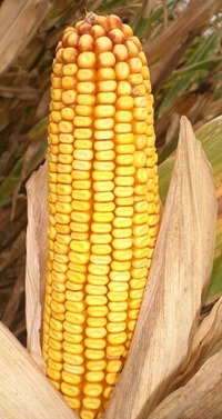 Kabardi kukorica - Szentgyörgymag Kft