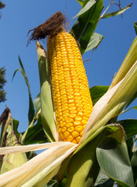 Kamaria kukorica - Szentgyörgymag Kft