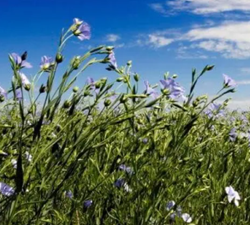 Kaolin olajlen vetőmag - Szentgyörgymag Kft
