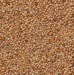 Kardinal bíborhere vetőmag - Szentgyörgymag Kft