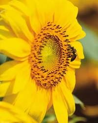 Kirasun napraforgó - Szentgyörgymag Kft