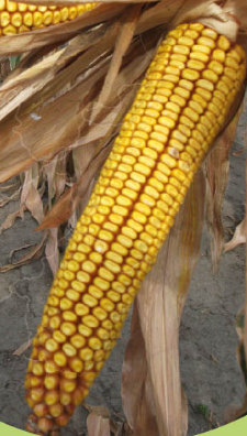 Kiskun 4291 kukorica vetőmag