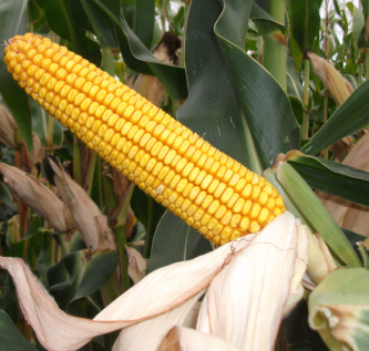 Kiskun 4368 kukorica vetőmag - Sentgyörgymag Kft