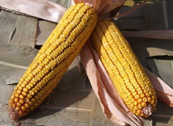 Kiskun 4442 kukorica vetőmag - Szentgyörgymag Kft