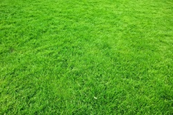 Klasszikus fűmagkeverék - Szentgyörgymag Kft