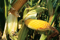 Koregraf kukorica - Szentgyörgymag Kft