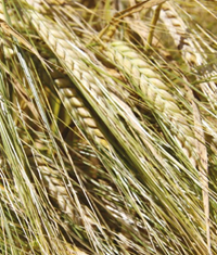 Leandra tavaszi sörárpa - Szentgyörgymag Kft