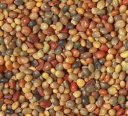 Lightning perzsa here vetőmag - Szentgyörgymag Kft