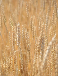 Liskamm búza vetőmag - Szentgyörgymag Kft