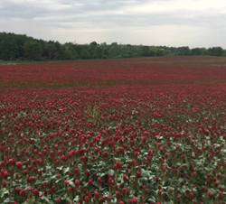 Lovászpatonai bíborhere vetőmag - Szentgyörgymag Kft