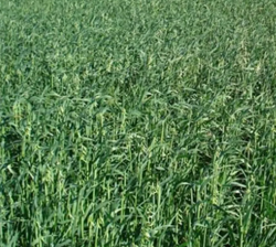 Luxurial homoki zab vetőmag - Szentgyörgymag Kft