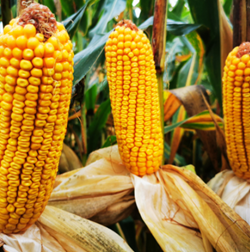 Mas 333 T kukorica - Szentgyörgymag Kft