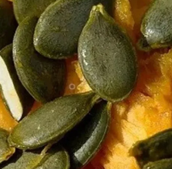 Maxilux hibrid olajtök vetőmag - Szentgyörgymag Kft