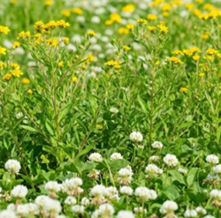 Mediterrán zöld zöldtrágya keverék - Szentgyörgymag Kft