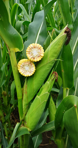 MV Admirasil kukorica vetőmag