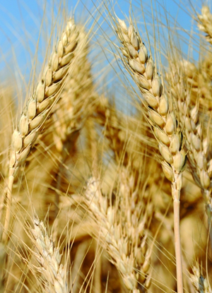 MV Kikelet járóbúza vetőmag - Szentgyörgymag Kft