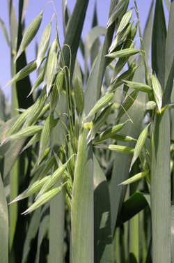 MV Pehely tavaszi zab vetőmag - Szentgyörgymag Kft