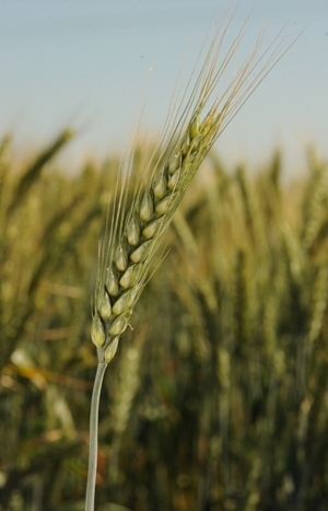 MV Pirkadat tavaszi búza vetőmag - Szentgyörgymag Kft