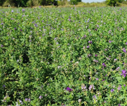 Nardian lucerna vetőmag - Szentgyörgymag Kft