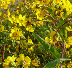 négermag vetőmag - Szentgyörgymag Kft