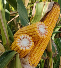 Obispo kukorica - Szentgyörgymag Kft