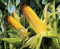 Olek kukorica - Szentgyörgymag Kft