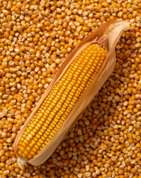 P9398 Optimum Aquamax kukorica vetőmag - Szentgyörgymag Kft