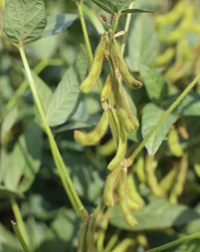 Pamela szója - Szentgyörgymag Kft