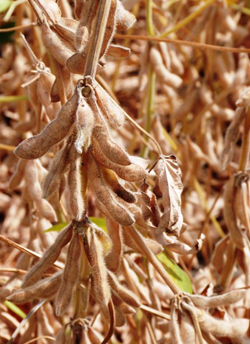 Pannónia kincse szója vetőmag - Szentgyörgymag Kft