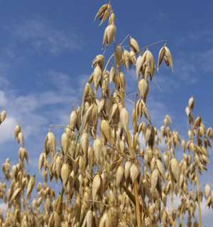 Perun tavaszi zab vetőmag - Szentgyörgymag Kft