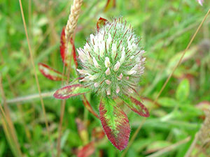 Alexandriai here - Trifolium alexandrinum
