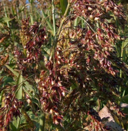 Piper szudánifű vetőmag - Szentgyörgymag Kft