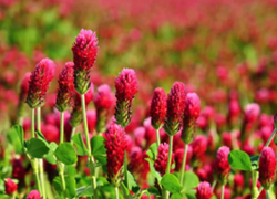 Piry bíborhere vetőmag - Szentgyörgymag Kft