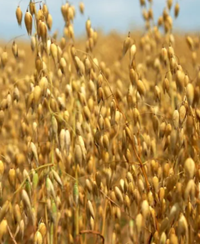 Platin tavaszi zab vetőmag - Szentgyörgymag Kft