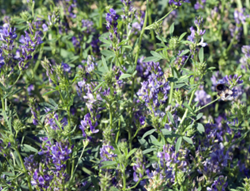 Plato lucerna vetőmag - Szentgyörgymag Kft