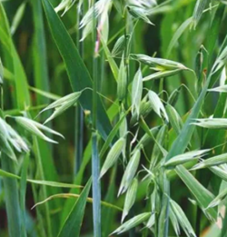 Poker tavaszi zab vetőmag - Szentgyörgymag Kft