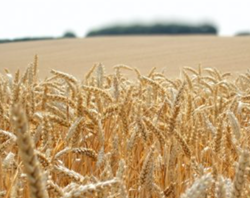 Registana búza vetőmag - Szentgyörgymag Kft