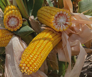 RF-452 kukorica vetőmag - Szentgyörgymag Kft