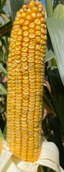 RF-555 kukorica vetőmag - Szentgyörgymag Kft