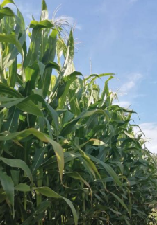 RF-720 kukorica vetőmag - Szentgyörgymag Kft