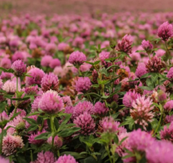 Rozeta vöröshere vetőmag - Szentgyörgymag Kft