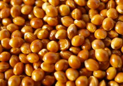 Rumenka köles vetőmag - Szentgyörgymag Kft