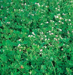 Rusty perzsahere vetőmag - Szentgyörgymag Kft