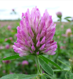 Salino vöröshere vetőmag - Szentgyörgymag Kft