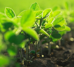 Shelia szója vetőmag - Szentgyörgymag Kft