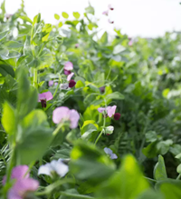 Sirius tavaszi takarmányborsó vetőmag - Szentgyörgymag Kft