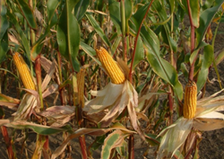 Somodor kukorica - Szentgyörgymag Kft