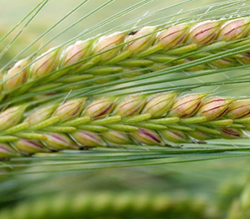 Soulmate árpa vetőmag - Szentgyörgymag Kft