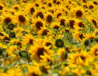 Starfire napraforgó - Szentgyörgymag Kft